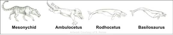 mammal to whale